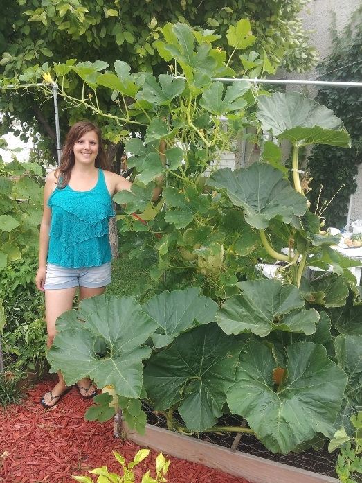square foot garden growing pumpkin and squash vertically