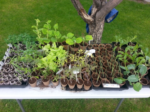 a table of transplants ready to go in the garden boxes