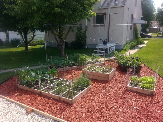 growing square foot garden