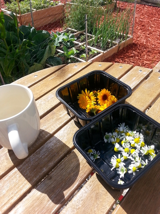 having coffee and harvesting herbal flowers in a square foot garden