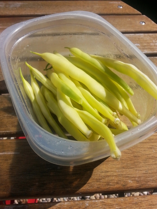 harvested yellow wax beans