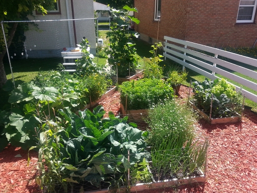 square foot garden growth, end of July