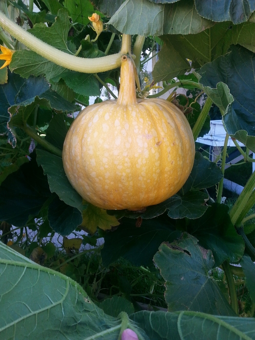 large pumpkin (34 pounds) grown in square foot garden