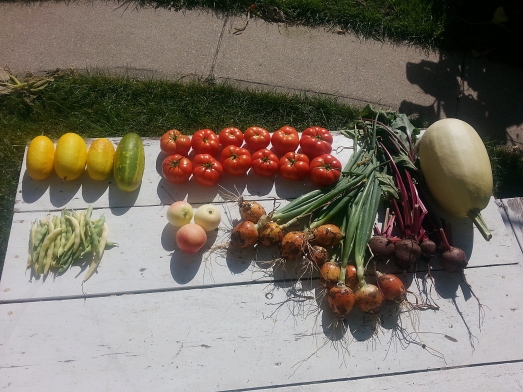 Harvest of cucumbers, tomatoes, beans, apples, onions, beets, and squash.