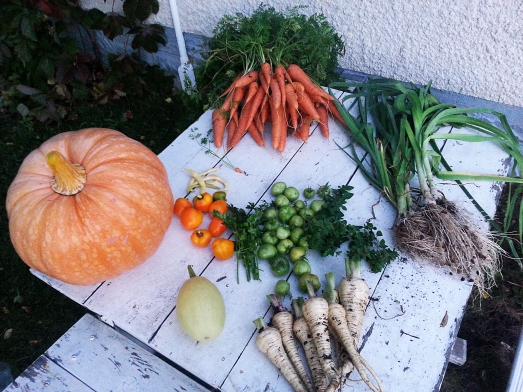 Pumpkin, carrots, peppers, beans, herbs, leeks, squash, parsnips.